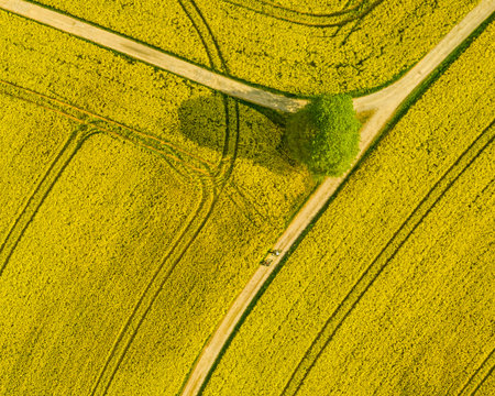 Top aerial view of flowering rapeseed field and a tree. Beautiful outdoor countryside scenery from...