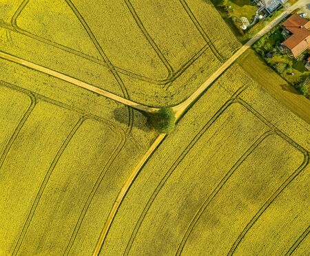 Spreaded roads through a rapeseed field highly droneshot from above with a single tree in the centre, yellow is the dominating color.の写真素材