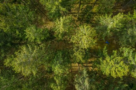 Vertical drone view at top of a green forest at springtime, birds eye view from above.の写真素材