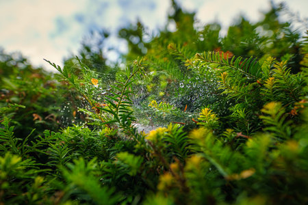 Closeup Of a lonely spiderweb hanging in a green tree, view from lower perspective.