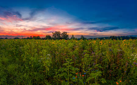 Wonderful morning at a sunflower field at sunrise - lovely moment of summer.の写真素材