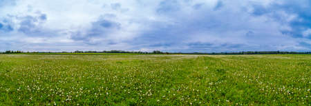 Beautiful spring panoramic shot with a dandelion meadowの写真素材