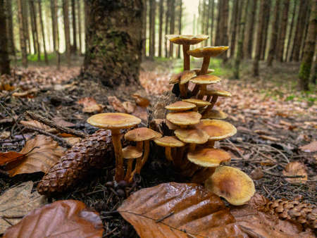 Close up view of several mushrooms in a beautiful autumn forest scenery.の写真素材