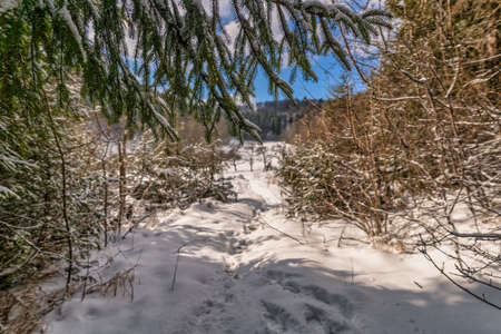 Framed view through branches at a snow covered path - winter landscape in a authentic kind.の写真素材