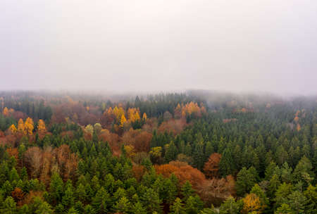 Wide colorful forest aerial landscape from above at a foggy autumn day with copyspace at the top of the image.の写真素材