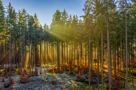 The bright sun is shining through the treetops and sunbeams pave their way to warm up the frozen, snow covered ground.の写真素材