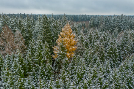 The stranger - snowy winter at the green treetops, but one broad-leaved tree is a orange colored one - constrast in a seasonal landscapeの写真素材