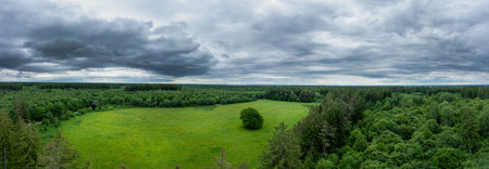 Green nature - impressive view over green trees and a meadow at springtime - fresh air outdoors as...
