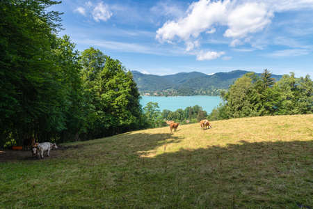 Grazing cows as symbols for the co2 carbon dioxide exhaust and the beautiful nature of the bavarian Tegernsee in a environmental contrast.の写真素材