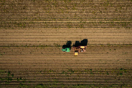 Harvest of potatoes at a field, captured by a drone from above with countryside worker collecting potatoes on a tractorの写真素材