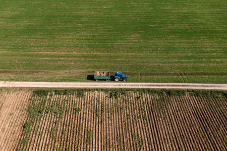 Aerial view at a potatoe harvesting tractor, with lots of potatoes stacked up.の写真素材