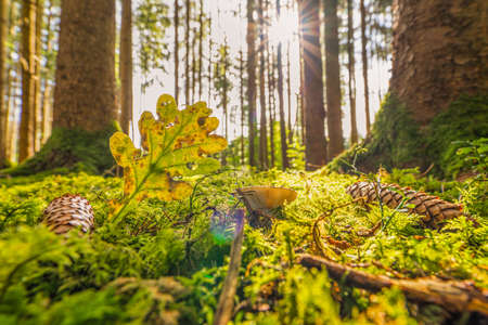 Sunshine falls into a autumn forest with a heart shaped leave and a growing mushroom as concept for the wonderful colored fall season.の写真素材