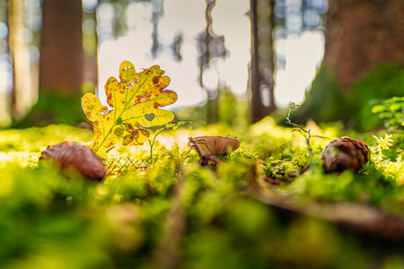 Natural light falls into a autumn forest with a heart shaped leaf and a growing mushroom as concept for the wonderful colored fall season.の写真素材