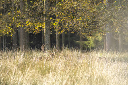 A deer is hinding in high grass, enjoying his freedom in the nature at a sunny day.の写真素材