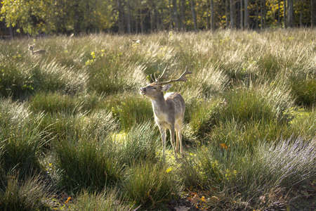 A cute deer is watching out at the cold fresh air in freedom at a high grassy meadow.の写真素材