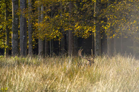 Hidden deer in the high grass in front of a forest.の写真素材