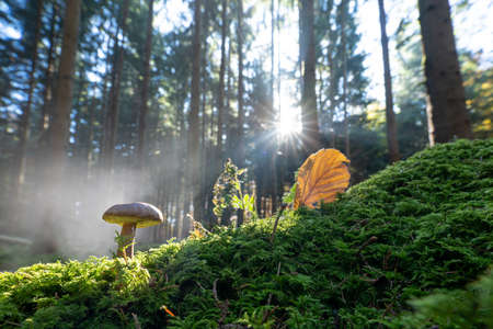 Morning fog in a forest with an autumn leaf and a heart shaped hole, beautiful nature in the fall season.の写真素材