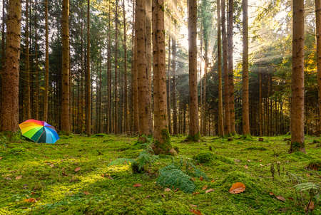 Idyllic autumn morning with sunrays shining into the forest, as a concept photo for starting with a lot of motivation into a day.の素材 [FY310177390722]