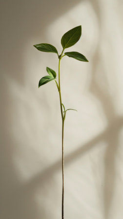 Elegant single stem with three leaves against a neutral backdrop. The image is minimalist, focusing on the natural beauty of the plant. Soft, light, and muted colors create a calming ambiance.  Suitable for showcasing a decorative plant or a single-element floral display.  Perfect for interior design or commercial use in product photography, print media, or online advertising for home decor, floristry, or interior design services.の素材