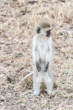 small monkey stands upright in african savannah. dry grass in the background.の写真素材