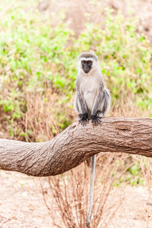 monkey sits on branch of tree. green bushes in the background. monkey looks carefullyの写真素材