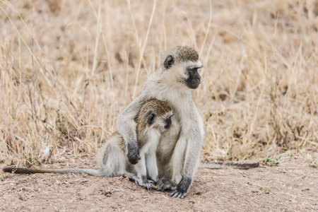 two monkeys sit cuddling side by side in the savannah. the larger one has put his arm protectively around the smaller one. dry yellow grass in the backgroundの写真素材