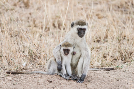 two monkeys sit cuddling side by side in the african savannah. the big one puts his arm protectively around the little one, the little one leans against the big one.の写真素材