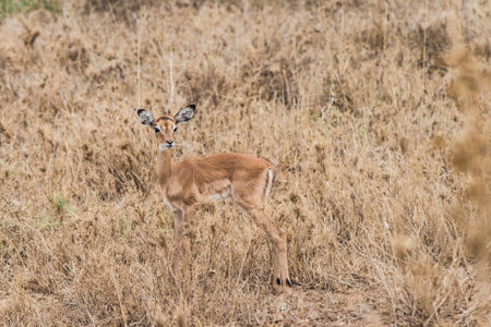 young antelope stands attentively in tall grasses of the savannah and looks aroundの写真素材