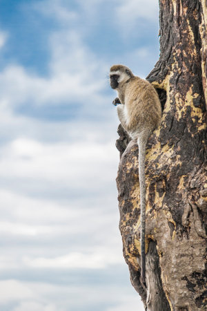 monkey sits on tree trunk in savannah. looks into the distance. blue sky in the background.の写真素材