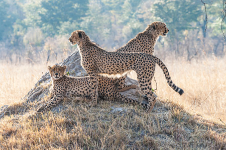 three cheetas on a rock. one laying down looking straight at the camera, two standing up. african savanna.の写真素材
