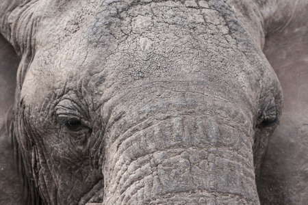 the face of an elephant from very close up. african savannah.の写真素材