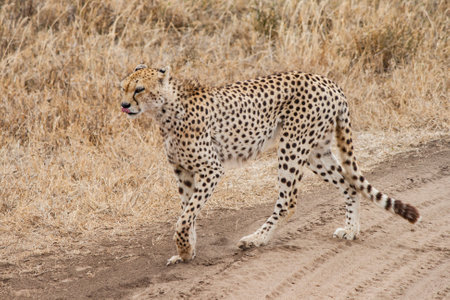 cheeta walking on a road in the african savanna.の写真素材