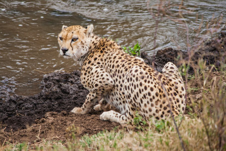 cheeta drinking from a river. looking up. african savanna.の写真素材