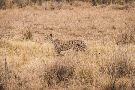 cheeta walking in african savanna. middle distance.の写真素材