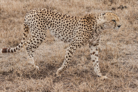 cheeta walking in savanna. african safari.の写真素材