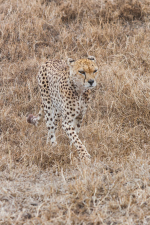 cheeta walking through african savannah. front view.の写真素材