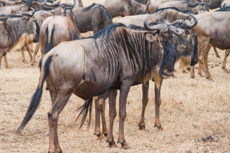 gnu, gnu in herd, gnu looking at camera, animals, wildebeest, wildebeest in herd, wildebeest looking at camera, animals,の写真素材