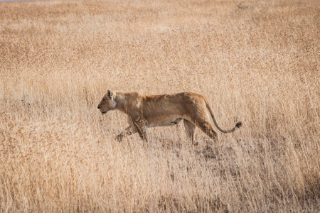 lion lioness big cat animal animals dangerous fur savanna savanna africa africa lion lioness bigcats animal dangerous grass nature wild running wild hunting jaの写真素材