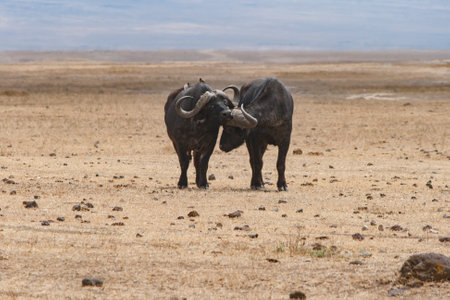 buffalo buffalo buffalos fight fight fighting desert desert savanna savanna africa landscape grass grasses animal animals wild wilderness nature nature animal animals brauの写真素材