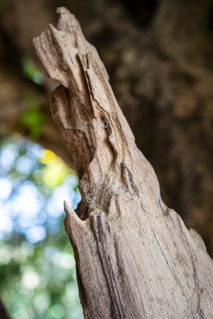 nature tree trees wood wood tree trunk notches gray brown branch dry dried up savanna savanna desert desertの写真素材