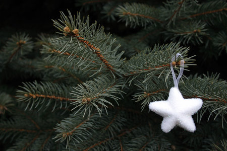 white star on fir as background