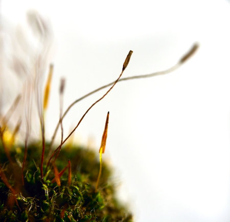 macro shot of moss sprouts on white background 