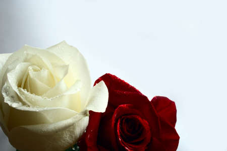 red and white roses with water drop on white backgroundの写真素材