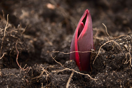 red tulipa sprout grown from earth with some roots aroundの写真素材