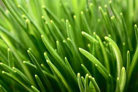numerous grass sprouts in early springの写真素材