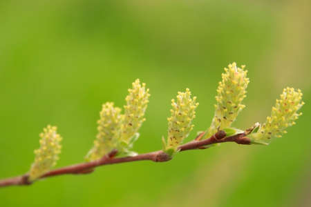 branch with salix repens flower on green backgroundの写真素材