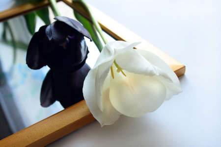 couple white and black tulips on mirrorの写真素材