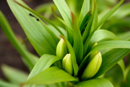 fritillaria imperials buds in early springの写真素材