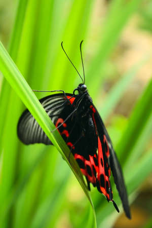 black and red tropical butterfly on grassの写真素材