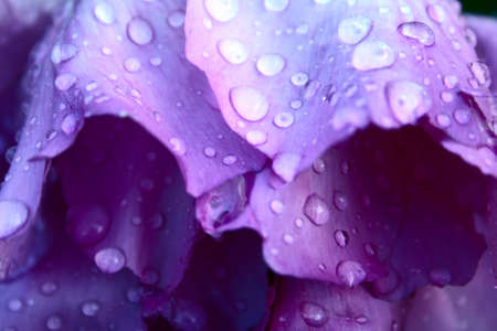 rain drops on violet pion petals as backgroundの写真素材